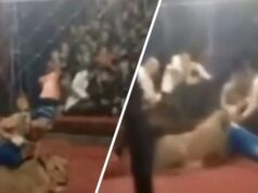 Hrozné NÁSLEDKY: Levica v cirkuse zaútočila na dievča (4) v hľadisku! Zahryzla sa jej do hlavy. VIDEO