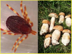 V Česku sa objavil SUPERKLIEŠŤ : Je obrovský, vie prenasledovať ľudí a má oči. Máme sa obávať aj my Slováci?