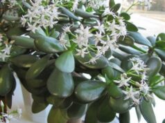 Je neuveriteľné, aké liečivé účinky má táto rastlina, ktorú som mala po celé tie roky doma. Pozrite sa na to aj Vy