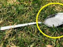 Prečo by ste mali vždy, keď odchádzate z domu nechať lyžičku s cukrom na záhrade alebo balkóne!