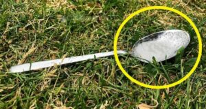 Prečo by ste mali vždy, keď odchádzate z domu nechať lyžičku s cukrom na záhrade alebo balkóne!