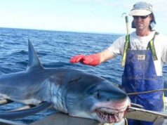 HROZNÝ NÁLEZ: Rybár sa chválil obrovským úlovkom. Keď žralokovi rozrezal brucho, zostal v šoku! VIDEO