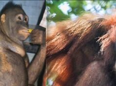 Orangutanku predávali v bordeli: Farmári si ju kupovali za TÚTO cenu!