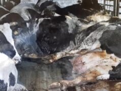 ŠKANDALÓZNE ODHALENIE: Takéto nakazené mäso z Poľska možno konzumujeme aj MY! VIDEO