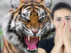 Hrôza v ZOO na Slovensku: DRASTICKÉ video útoku tigra na ženu. Incident mal krutú dohru!