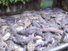 Do krokodílieho výbehu vstúpilo 2-ročné dievča. Keď si to rodičia uvedomili, bolo príliš neskoro