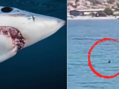 PANIKA v Chorvátsku: V mori plával žralok! Turisti utekali z najnavštevovanejšej destinácie! (VIDEO)